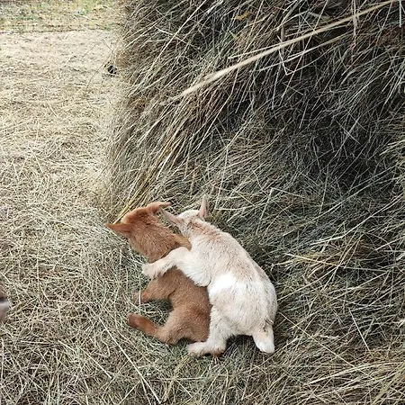 La Petite Brousse * Paunat